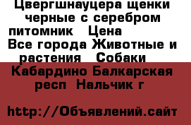 Цвергшнауцера щенки черные с серебром питомник › Цена ­ 30 000 - Все города Животные и растения » Собаки   . Кабардино-Балкарская респ.,Нальчик г.